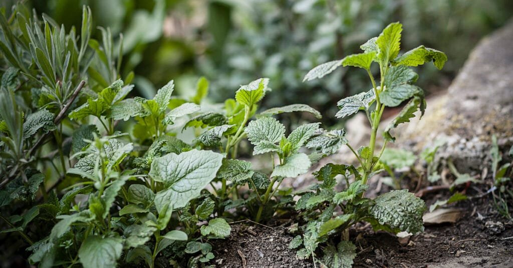 Esboço de pregação Bálsamo de Gileade