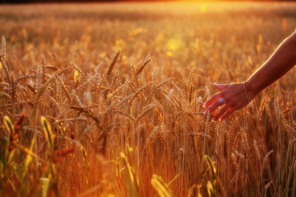Esboço de pregação sobre Rute